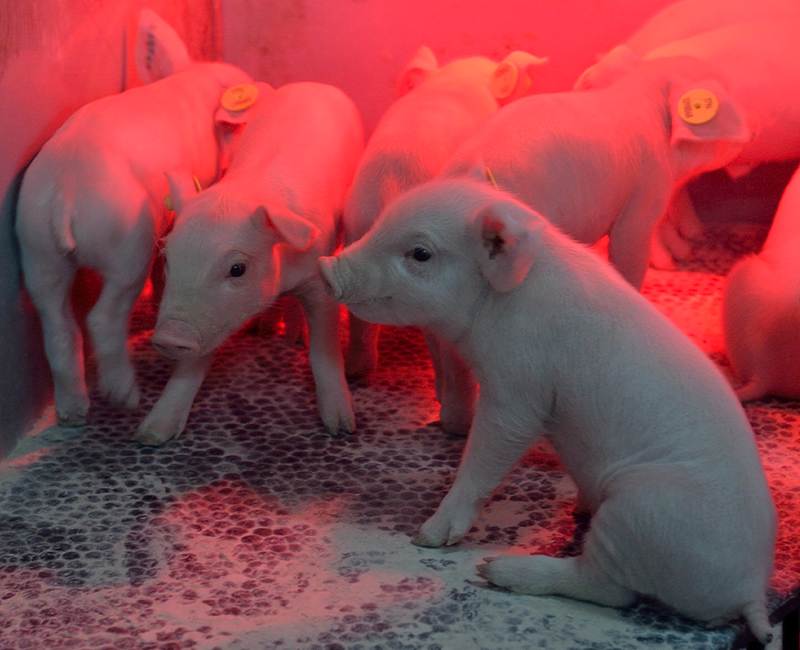 Influenza porcina, controlando su impacto en la reproducción y en la progenie y la batalla para el control de las resistencias antimicrobianas