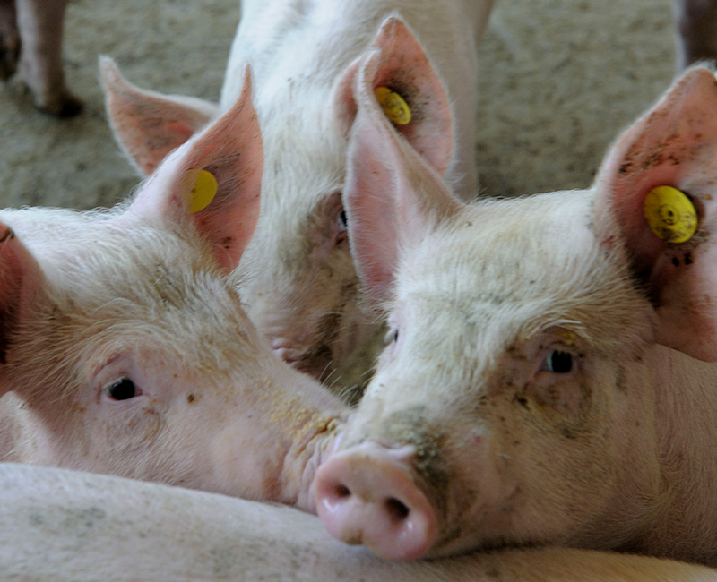 Etiología y epidemiología del virus de la Influenza porcina