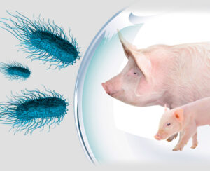 Diagnóstico y control de Salmonella en porcino