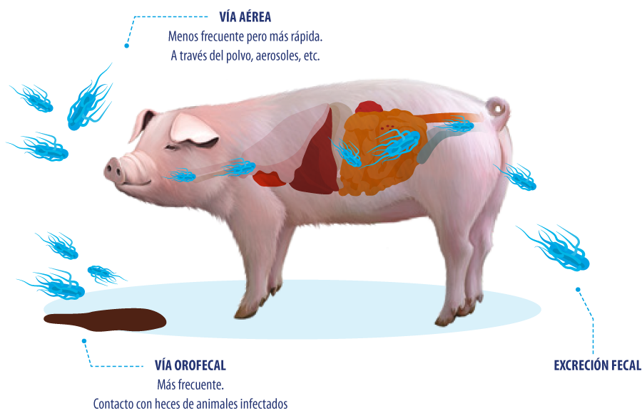 Figura 2. Vías de transmisión de Salmonella spp. en el cerdo