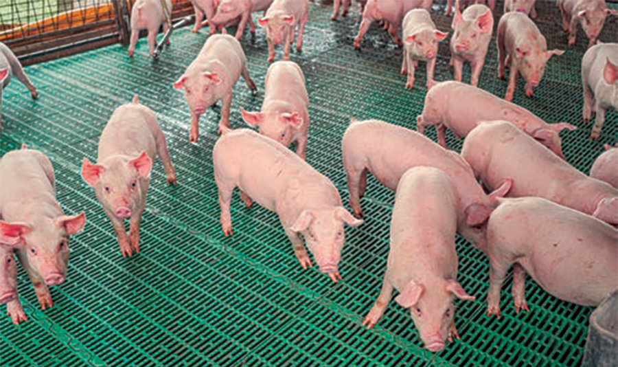 Efecto de la vacunación contra la enfermedad de los edemas sobre la mortalidad y los parámetros de crecimiento en cerdos de transición en una granja comercial positiva para la toxina Shiga 2e