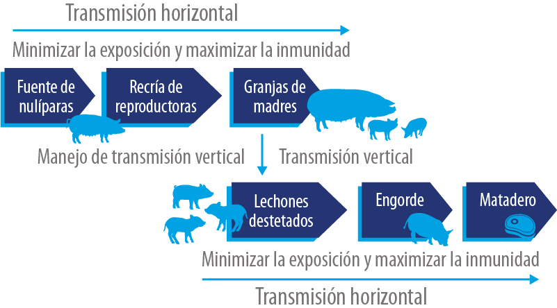 Figura 2. Esquema de la transmisión horizontal o vertical de enfermedades en una pirámide productiva